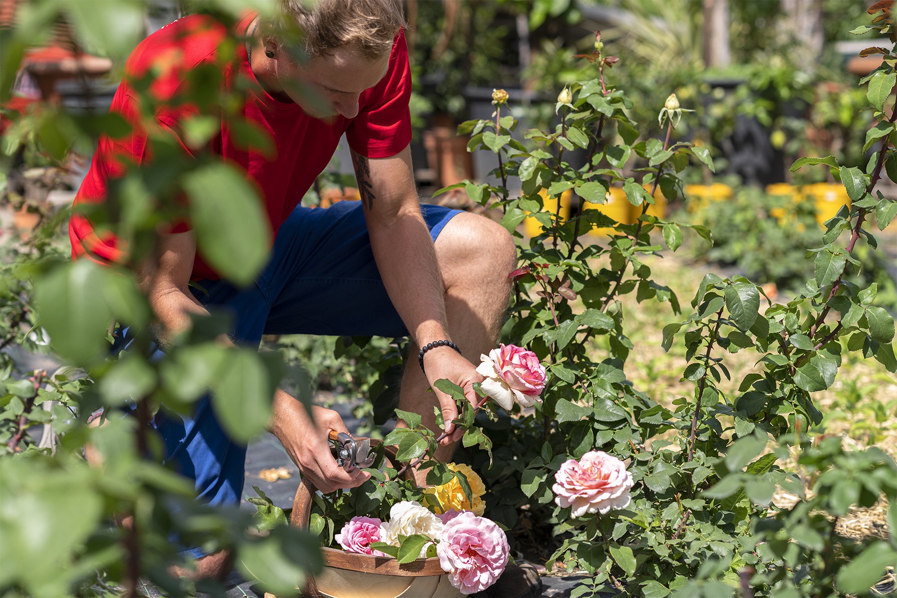 Schnittblumen vom eigenen Feld - Ihren Blumenstrauß säen wir eigenhändig aus